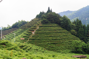 南岳衡山 毗卢茶园