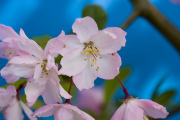 西府海棠花