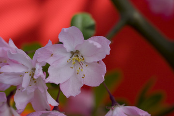 西府海棠花
