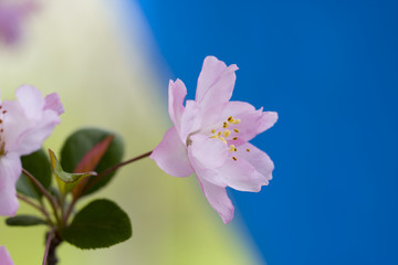 西府海棠花