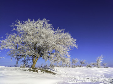 冬季雪原一棵树雾淞