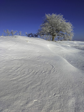 雪原一棵树雾淞