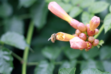 凌霄花 牵牛花