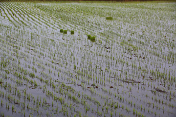初春 水稻 农场