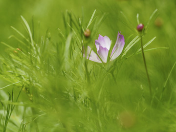 波斯菊特写