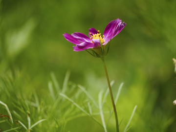 绿叶丛中的一朵红花