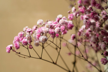 圆锥石头花