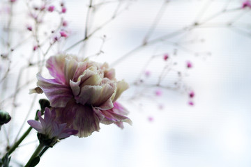 康乃馨 花朵写真