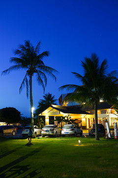 椰林 椰树 度假酒店