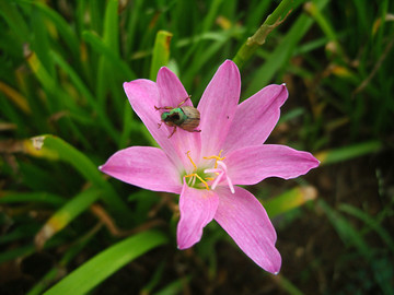 花甲虫 风雨兰