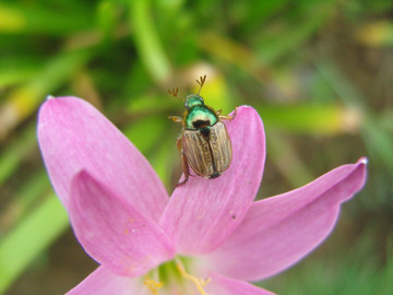 花甲虫