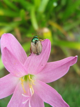 花甲虫 甲虫