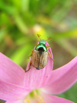 花甲虫 甲虫