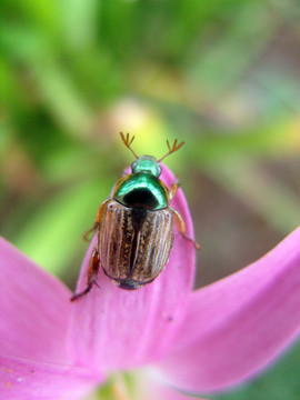 花甲虫 甲虫