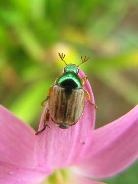 花甲虫