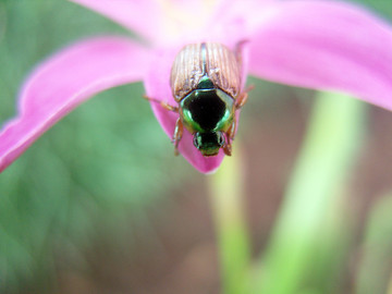 花甲虫