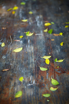 落叶木桌面背景