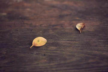 落叶木桌面背景