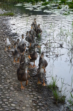 池塘边的鸭群