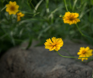 金鸡菊