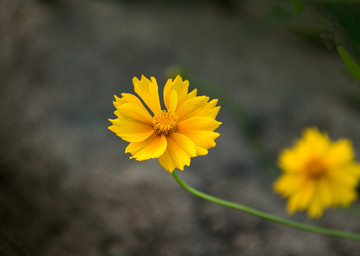 金鸡菊