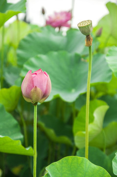 荷花