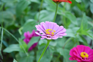 淡紫色百日菊