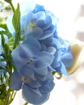 洋绣球 蓝色花卉 鲜花