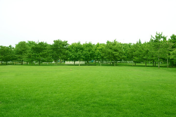 绿草地
