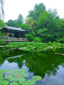 池塘荷花