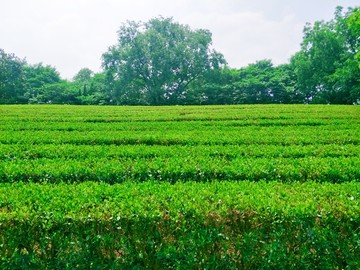 雨花台绿茶