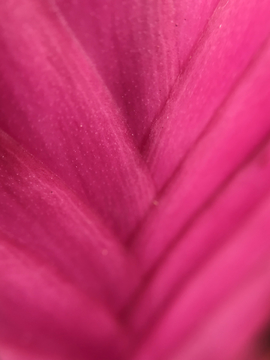 花卉纹理