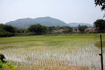 水稻田