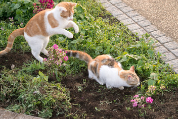 花园的小猫