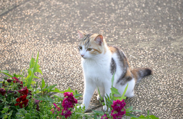 蹲坐的小花猫