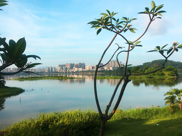 波海湖 平静的湖面