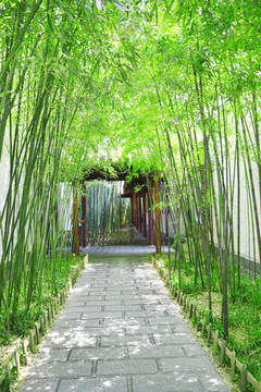 清新竹林小路