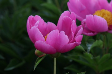 花海 芍药 红芍药花 蓓蕾 药