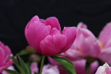 花海 芍药 红芍药花 蓓蕾 药