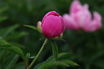 花海 芍药 红芍药花 蓓蕾 药