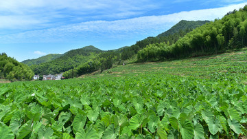 无公害蔬菜种植