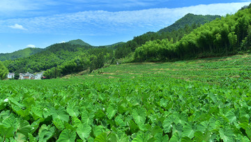 无公害蔬菜种植