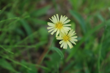 野花