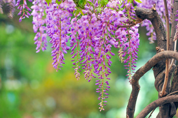 紫藤老树