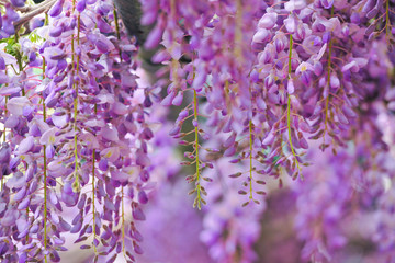 紫藤花 紫色花
