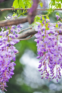 春天园林 紫藤花长廊
