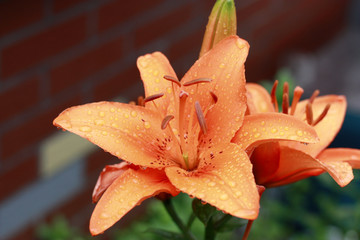 百合 百合花