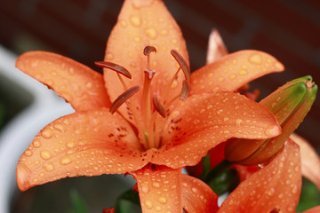 百合 百合花