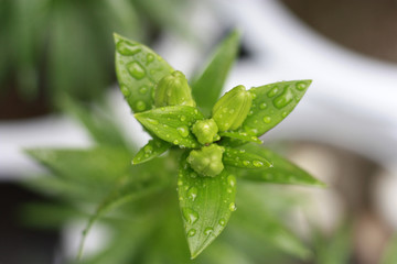 百合 百合花