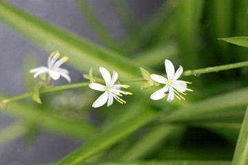 吊兰 开花